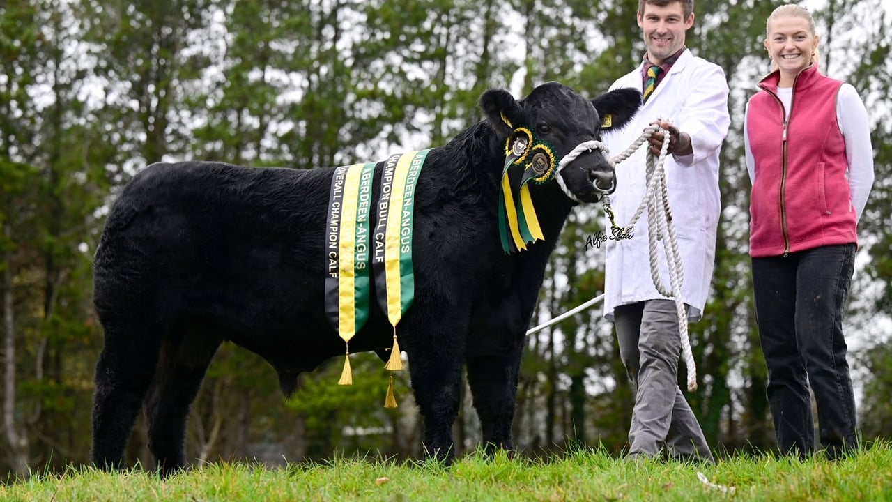 Bull calf champion and overall champion Drumhill Express Root A883 owned by the Doyle family. L-R: Rob Coney and Tori Lewis from Alexander Mills, Benburb. Source: Alfie Shaw, Agri-Images.