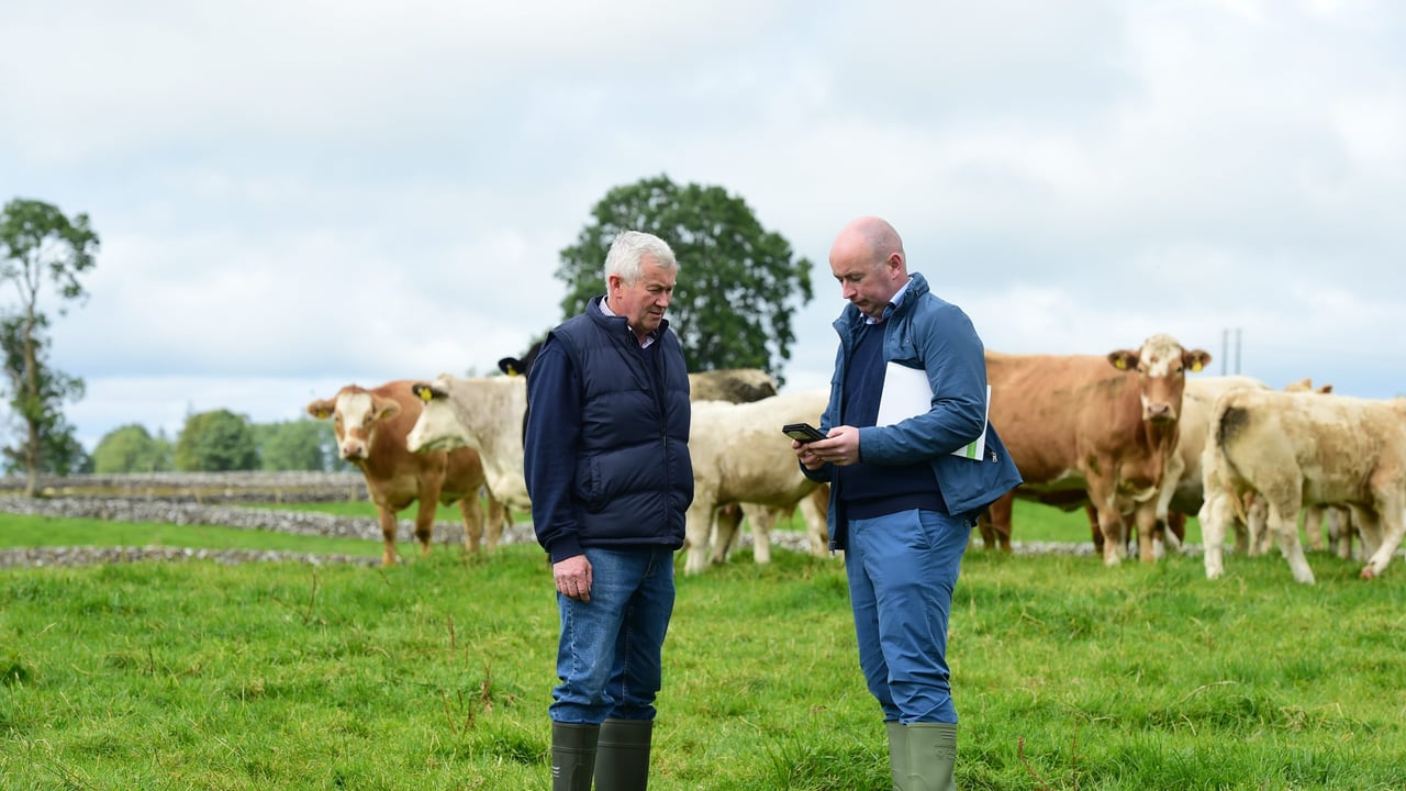 Bord Bia audit advice for suckler farmers