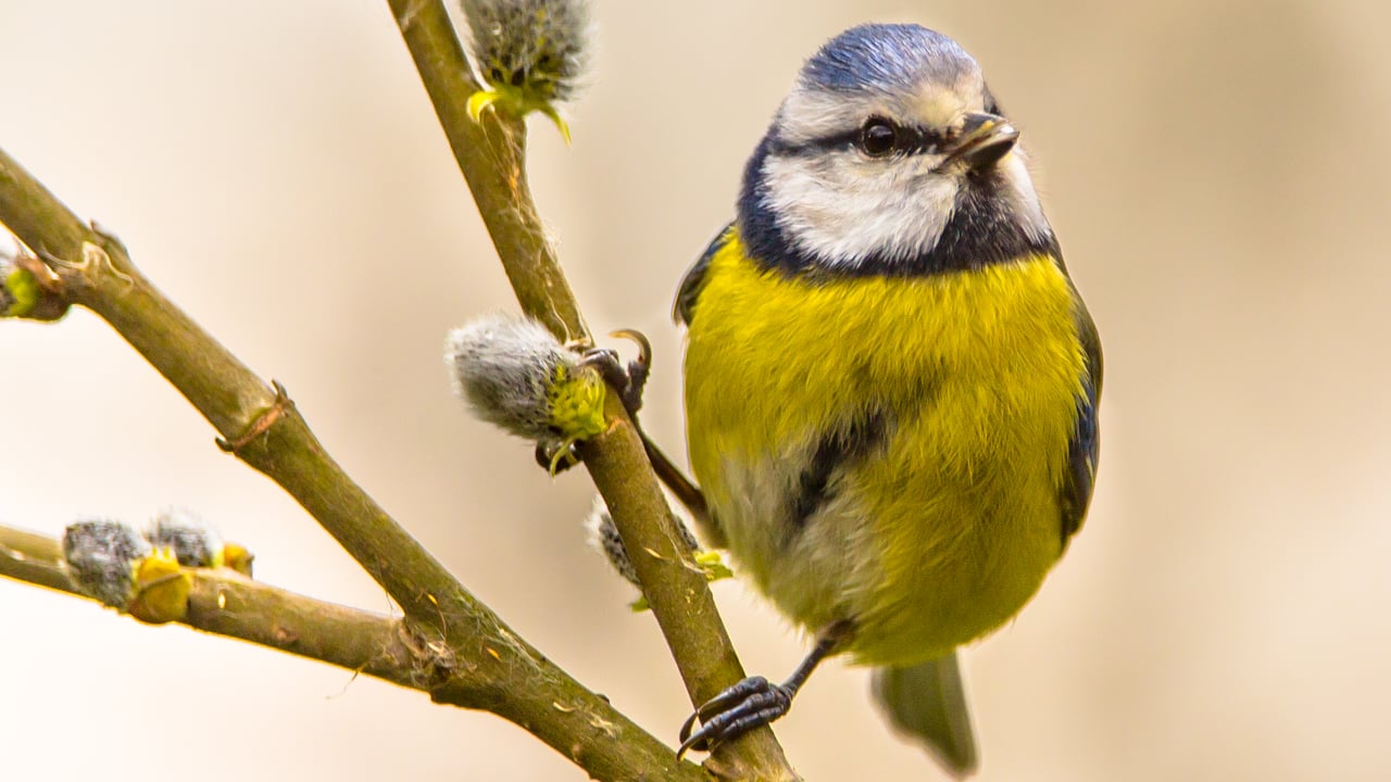 How to develop a community biodiversity action plan