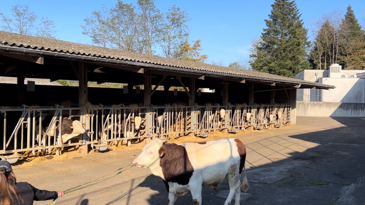 Behind the scenes at Coopex Montbeliarde bull stud in France
