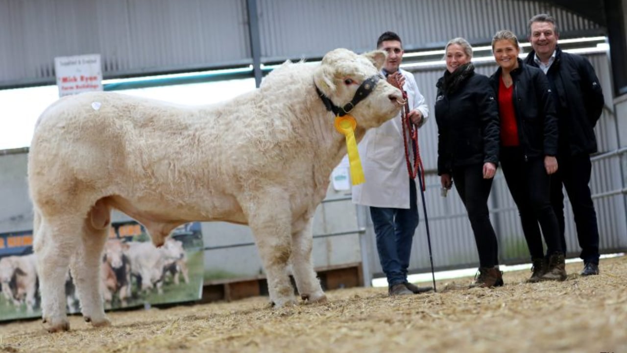 Charolais bulls average over €4,000 at Tullamore sale