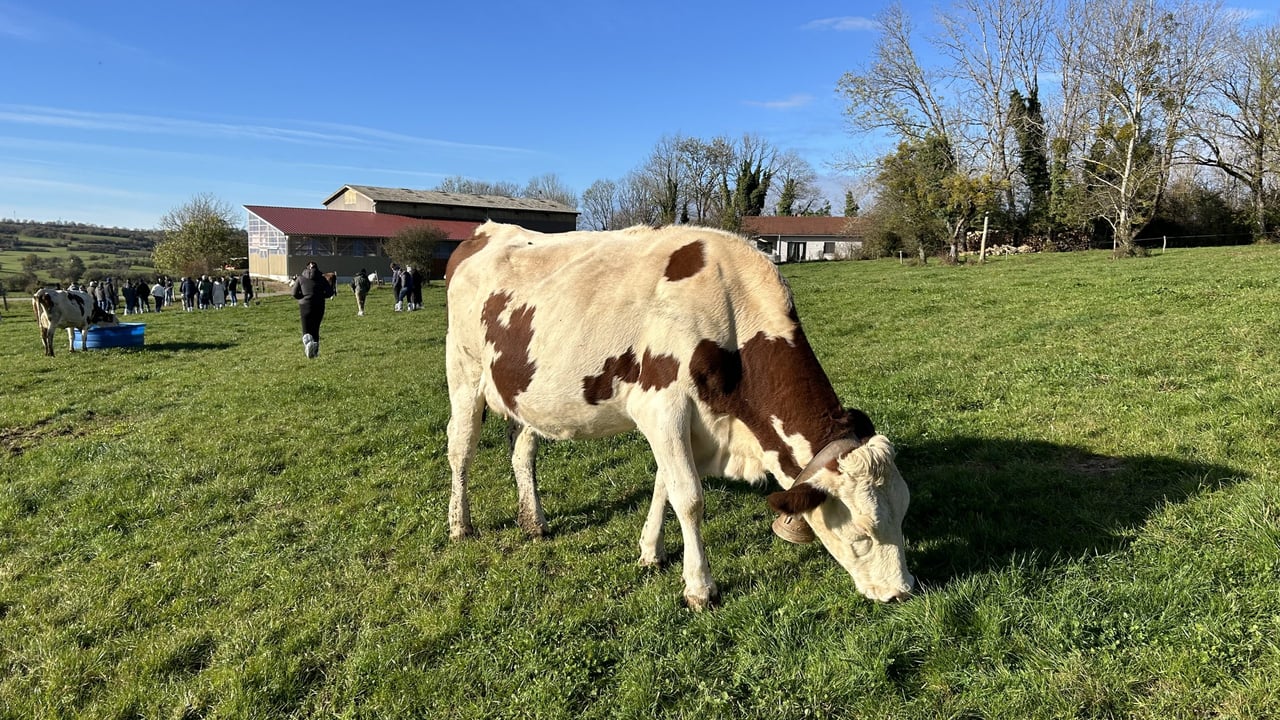 Dairy Focus: French farmers and Montbeliardes dictate milk price