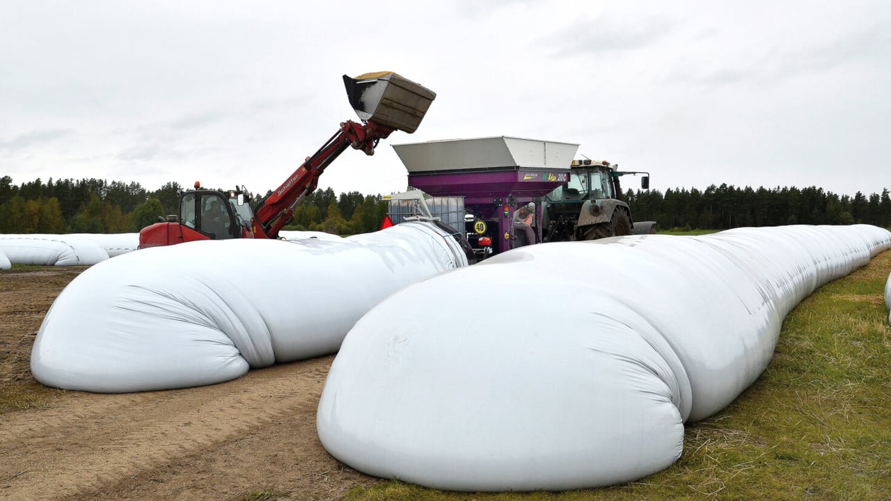 Murska have produced a system of ensiling cracked grain in plastic tubes which is said to be cheaper than drying and require less expensive storage.