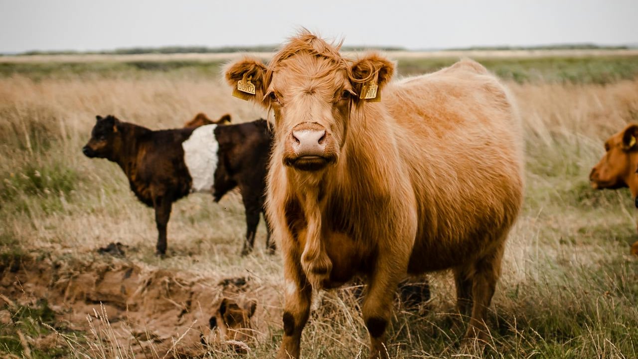Denmark to introduce new 'emissions from livestock' tax from 2030