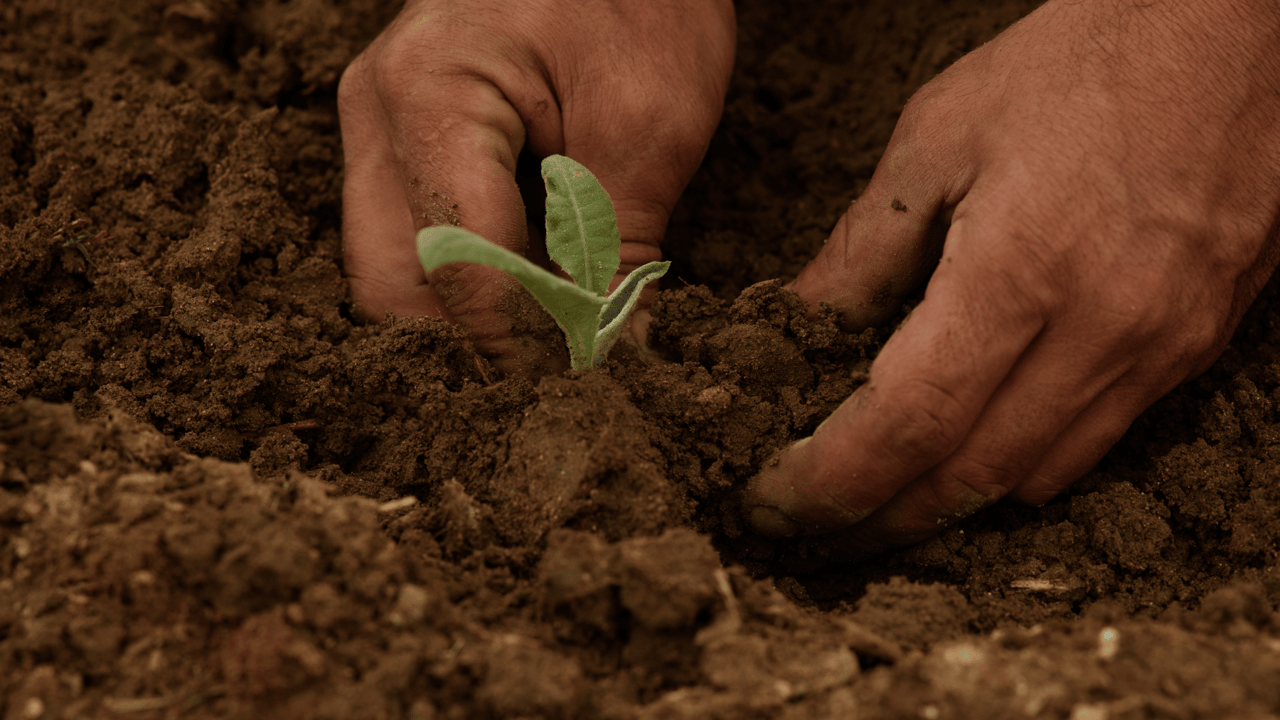 UN urges 'bold and urgent action' to protect plant health