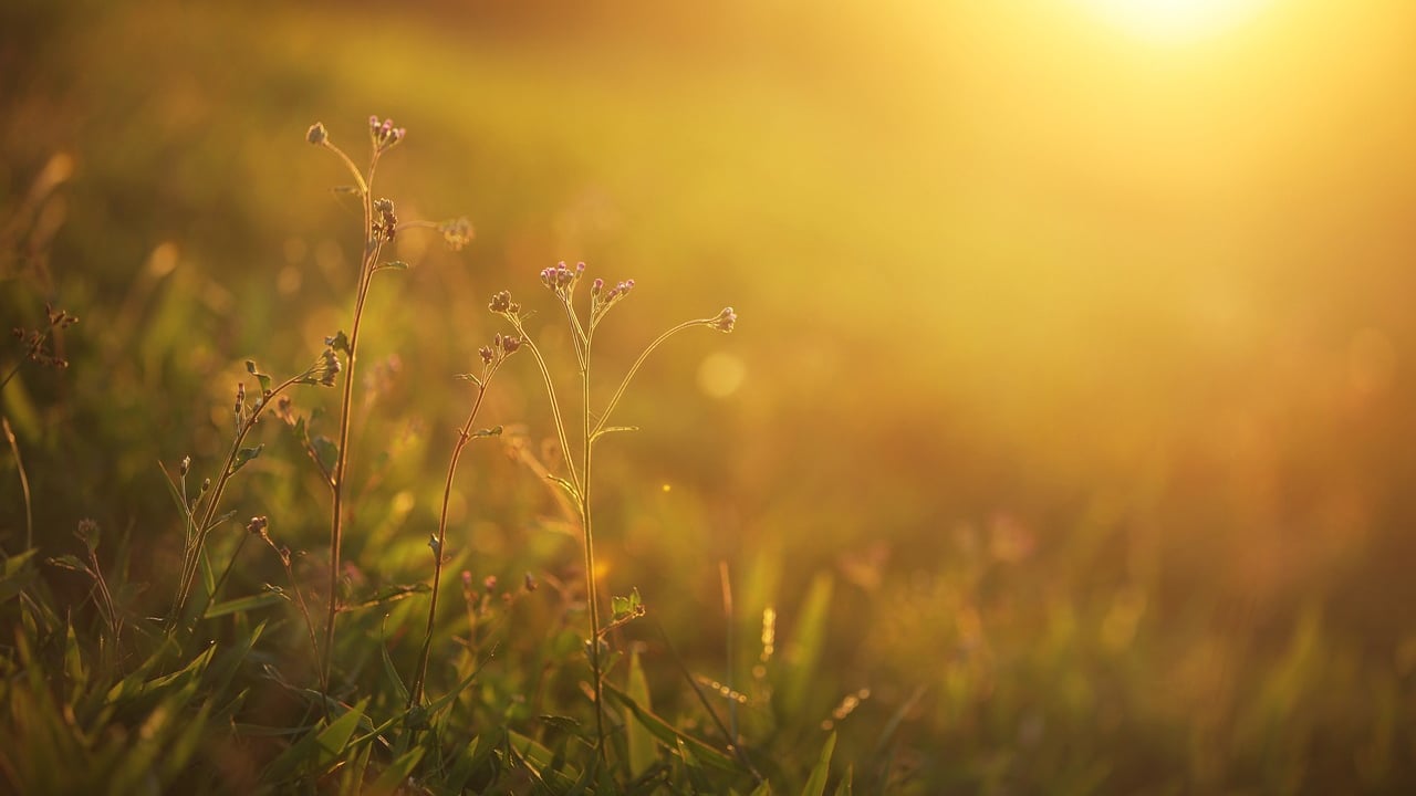 New research aimed at reducing GHG emissions from farmland
