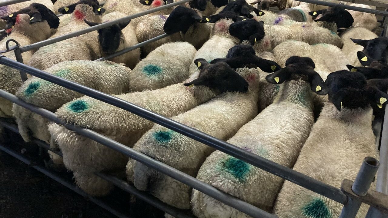 Sheep trade: Lamb price rises see up to €7.80/kg tabled