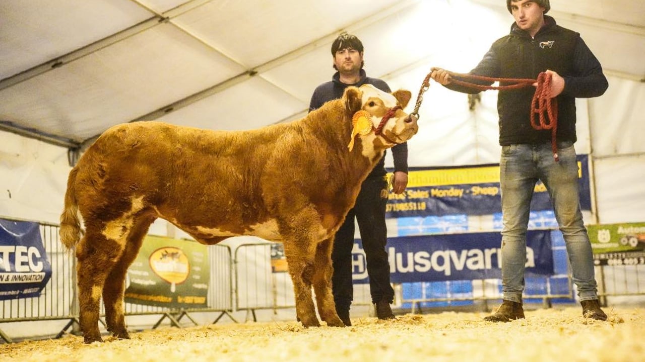 The top-priced heifer sold for €8,000. Image source: Chloe Goggins Photography