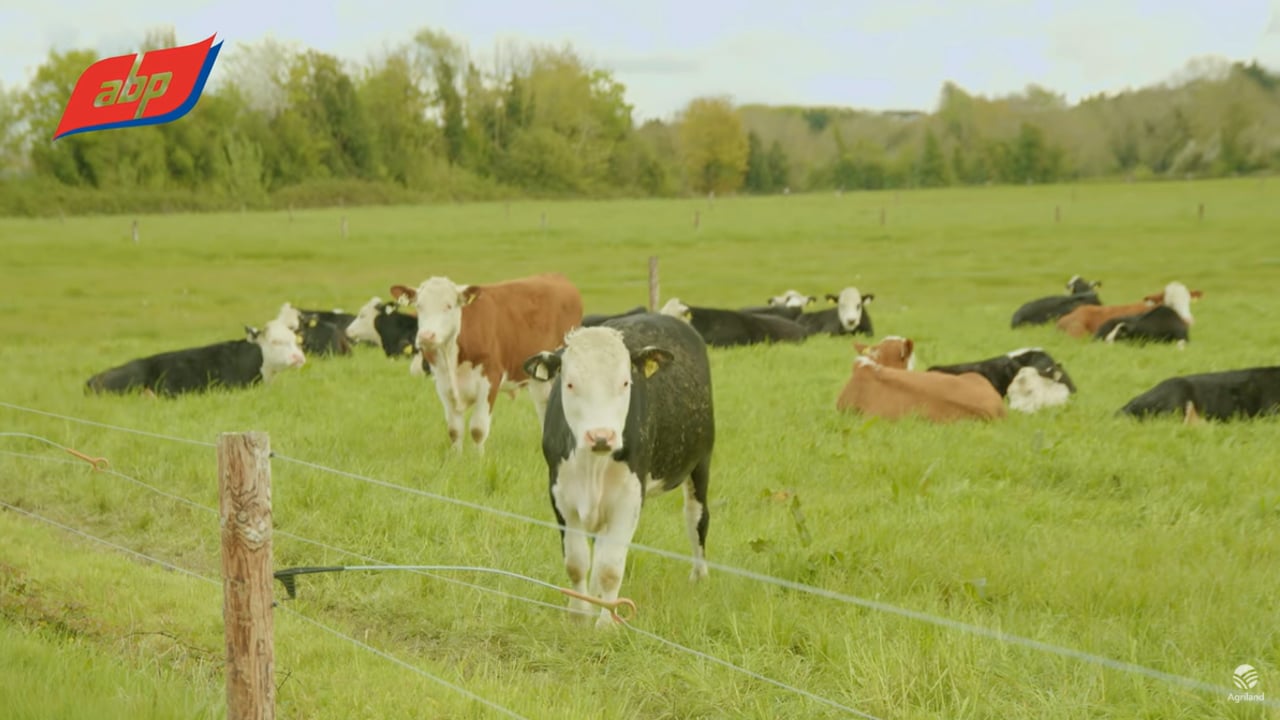 ABP/UCD calf to beef research shows carbon cuts of 14% possible
