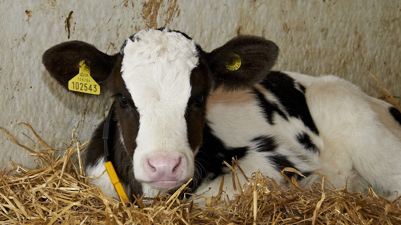 Flourish is designed to make calves thrive