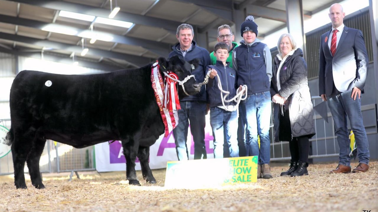 Cork-bred heifer takes top price at Angus sale in Carrick
