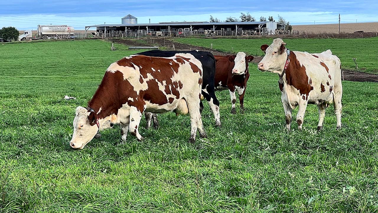 High inflation counters rising milk prices for Argentinian dairy farmer