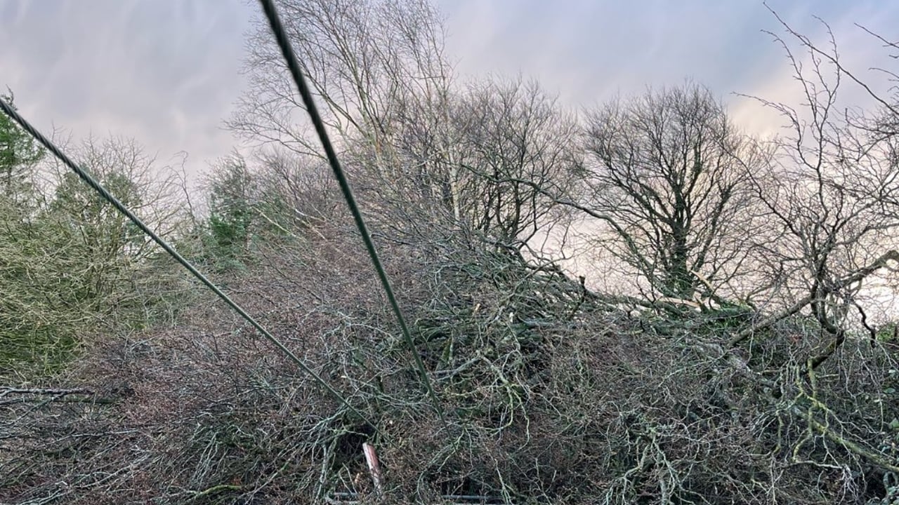 Fallen trees damage power lines Source: ESB Networks via X