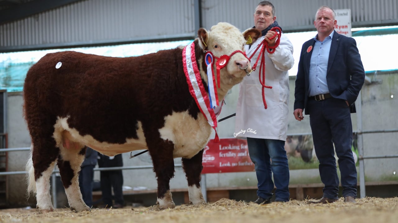 Champion in the pre-sale show was Glaslough Yoselin owned by Nigel Heatrick from Co. Monaghan