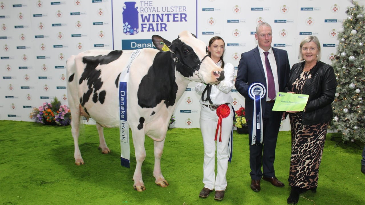 The Supreme Inter-Breed Champion at the Royal Ulster Winter Fair 2024