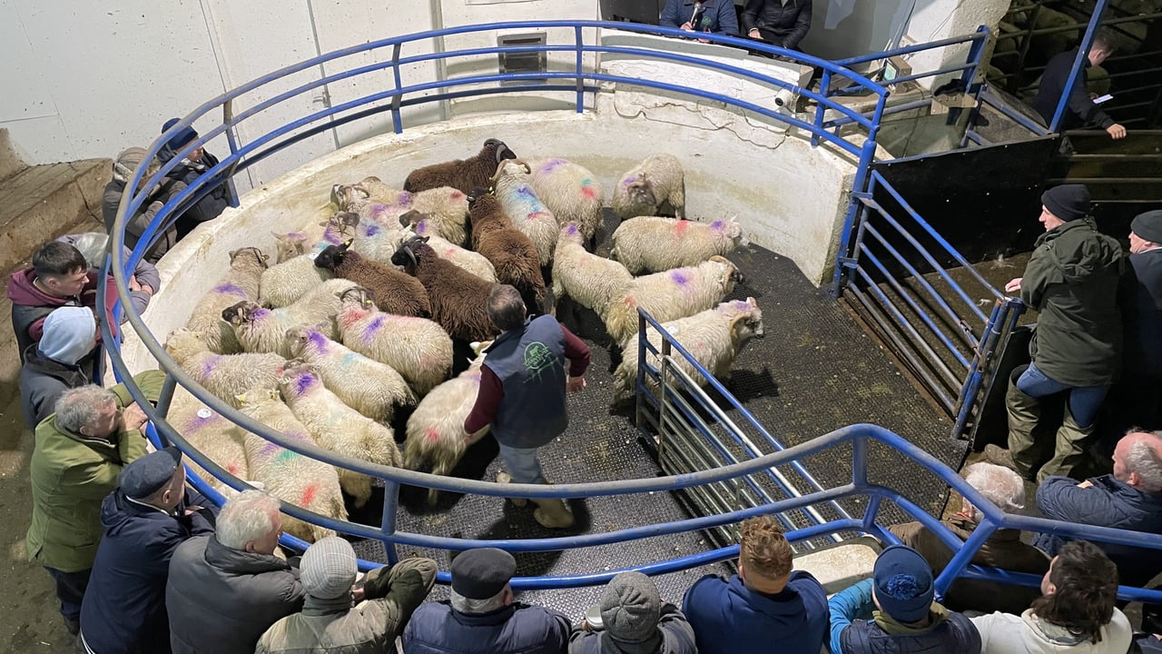 Mart report: Big show and hot trade at Carnaross sheep sale