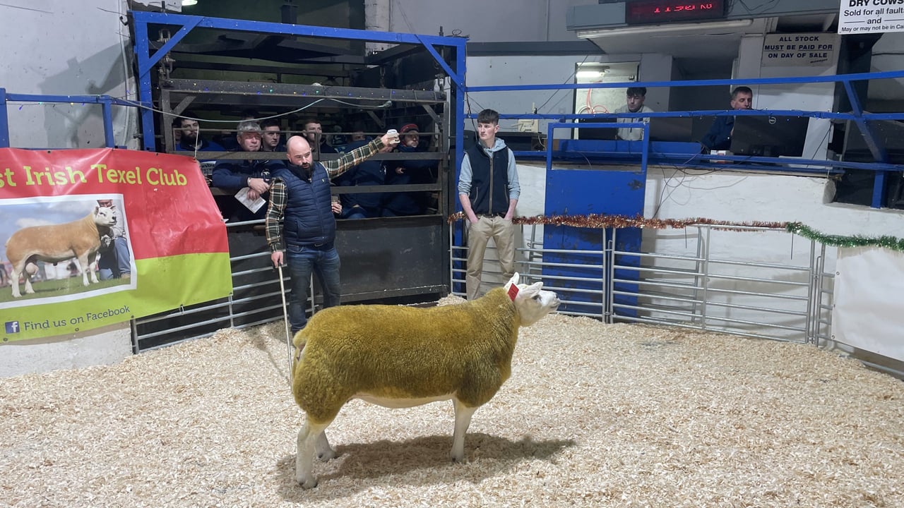 The top price of the sale went to the Kilduff Flock by way of Lot 19 owned by Robert Dunne and exhibited by his son James Dunne from Belturbet, Co. Cavan. 