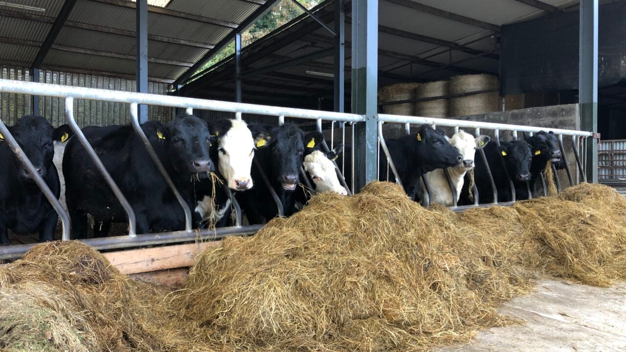 Factory quotes: Beef prices rise another 10c/kg in cases
