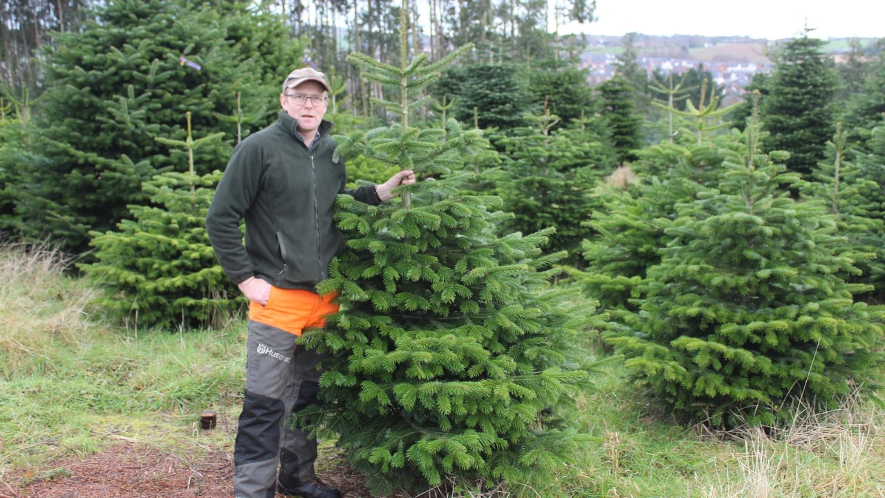 Christmas tree production at the heart of sustainable land management