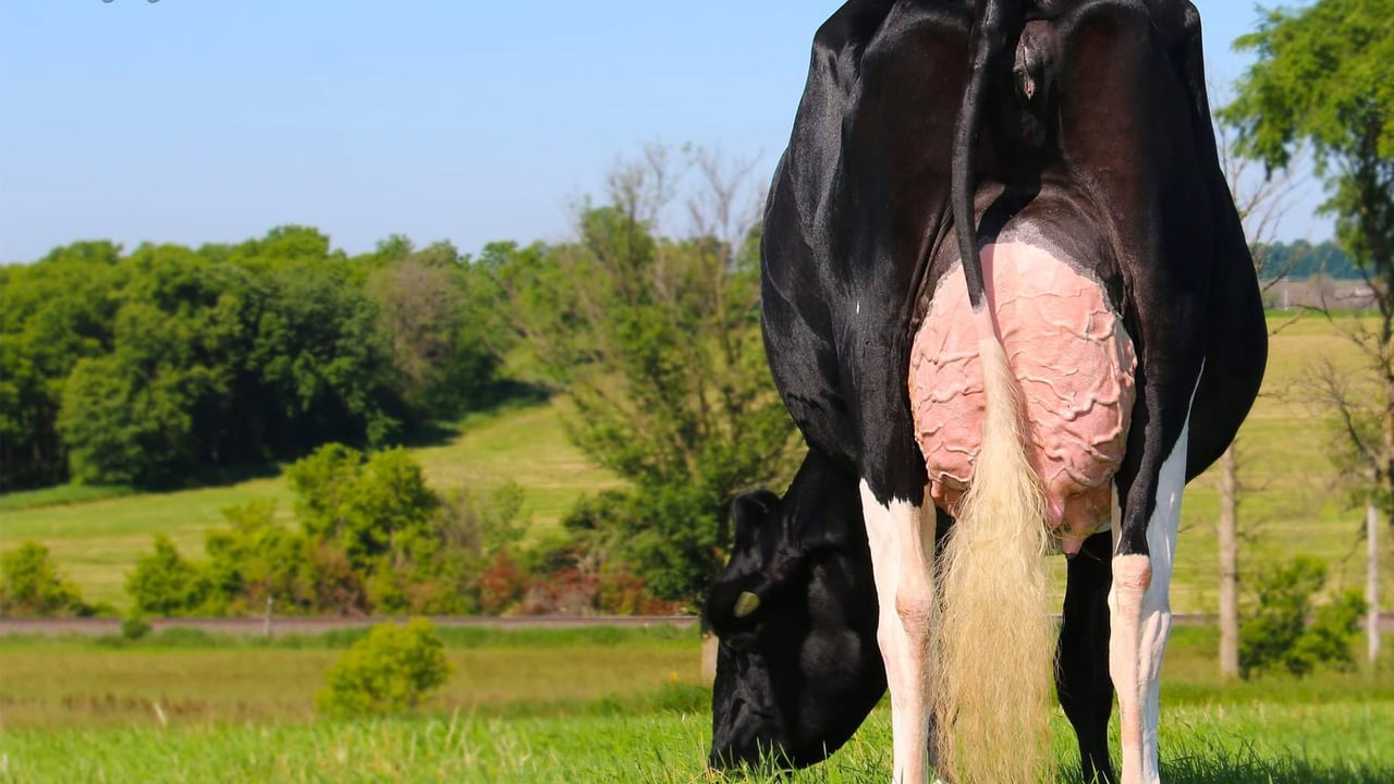 Lot 41 - Leagh Glasson Ebron Big Cheers of the Leagh Holsteins. Source: Black & White sale's Facebook