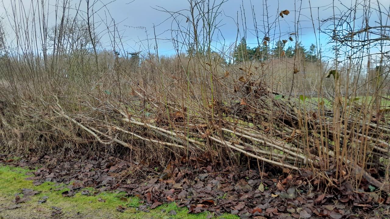 A laid hedge on CAFRE’s nature trail at Greenmount Campus showing one year’s rapid basal regrowth