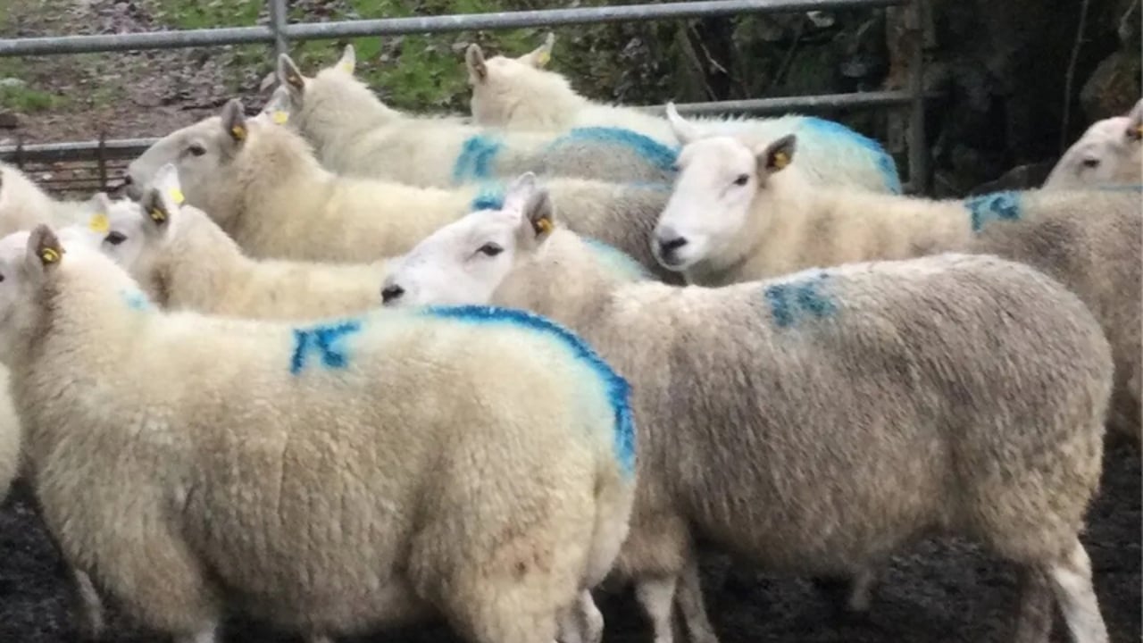Missing ewes. Image source: Tomas McCarthy