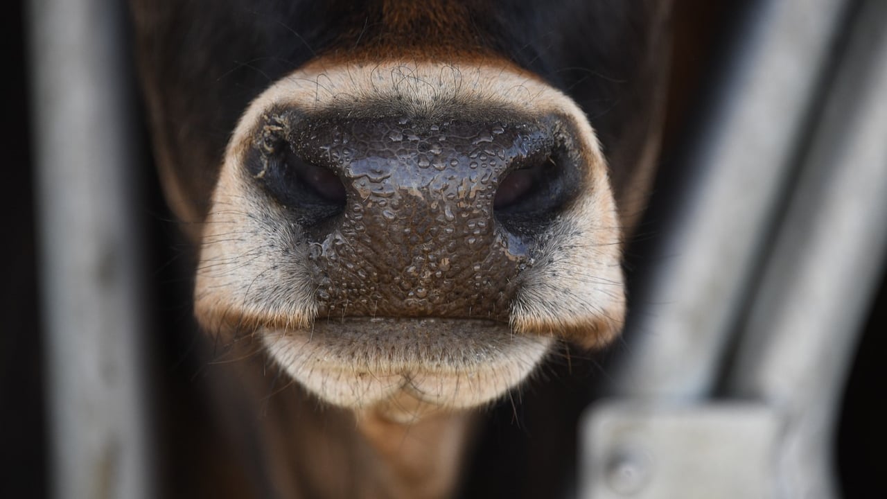 DEFRA to extend bluetongue restriction zone to all of England