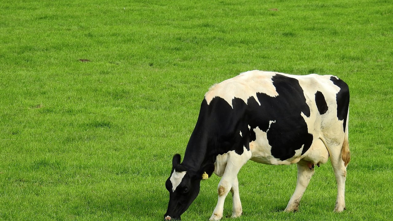 'Irish dairy is going to blast back in 2025' - Mulvihill