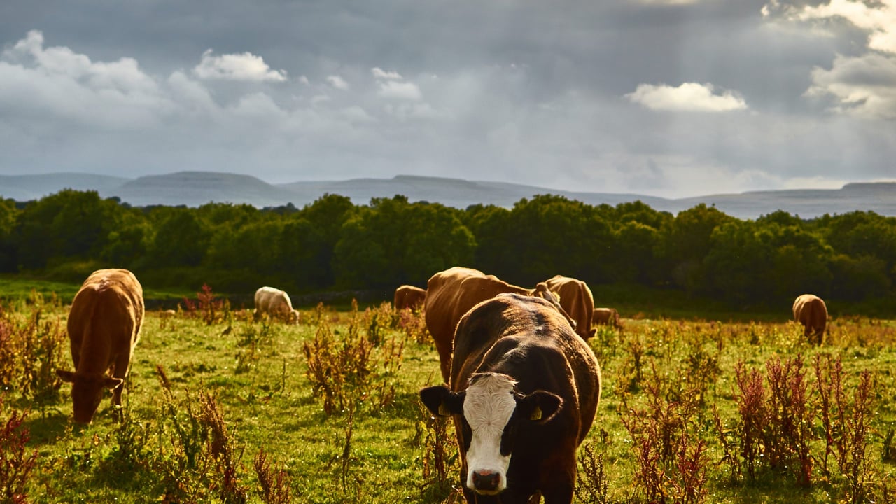 EPA report: 'Reductions' in national herd drove down GHG emissions