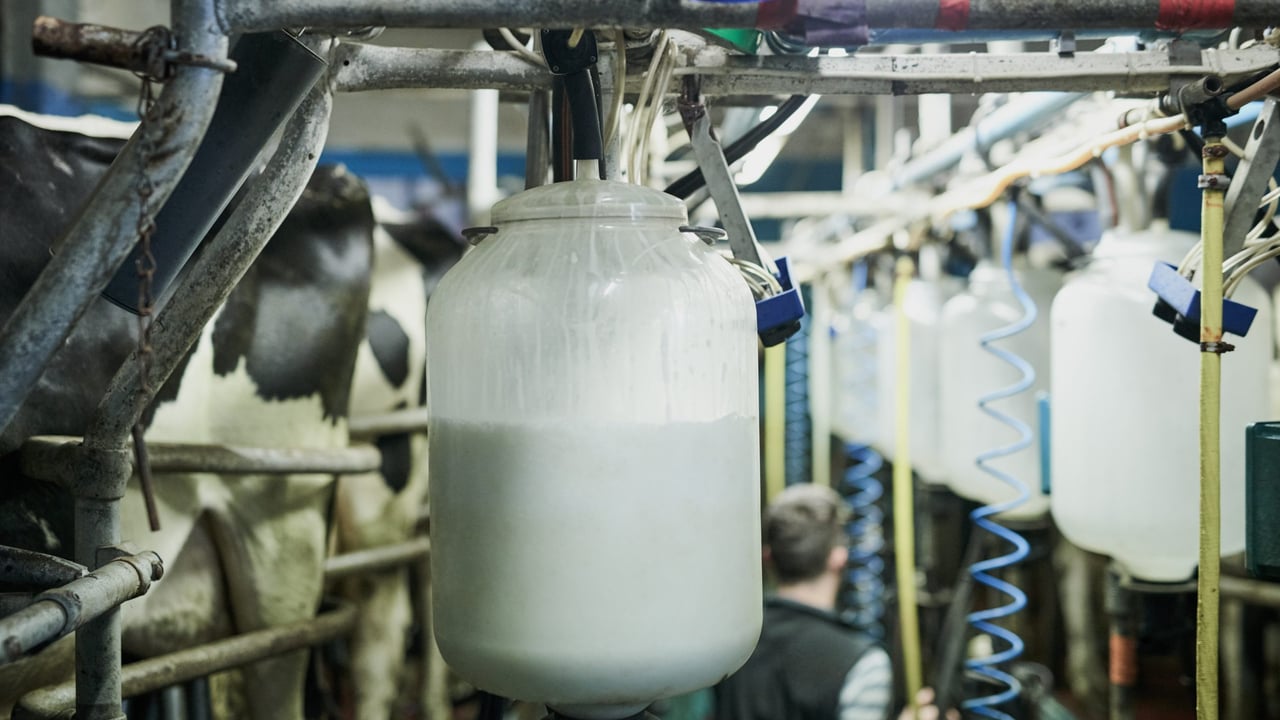 What is current milk performance looking like on farms?