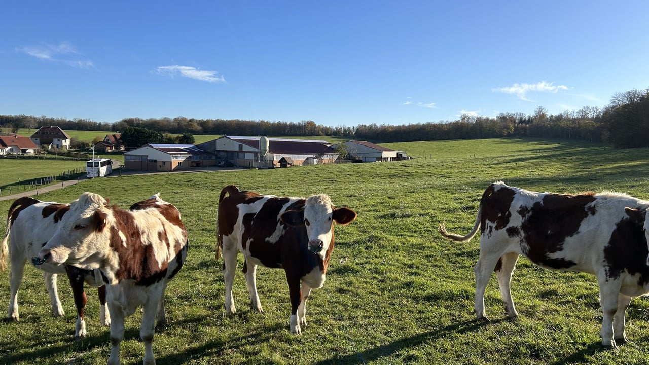 The Montbeliarde heifers grazing above the farm yard
