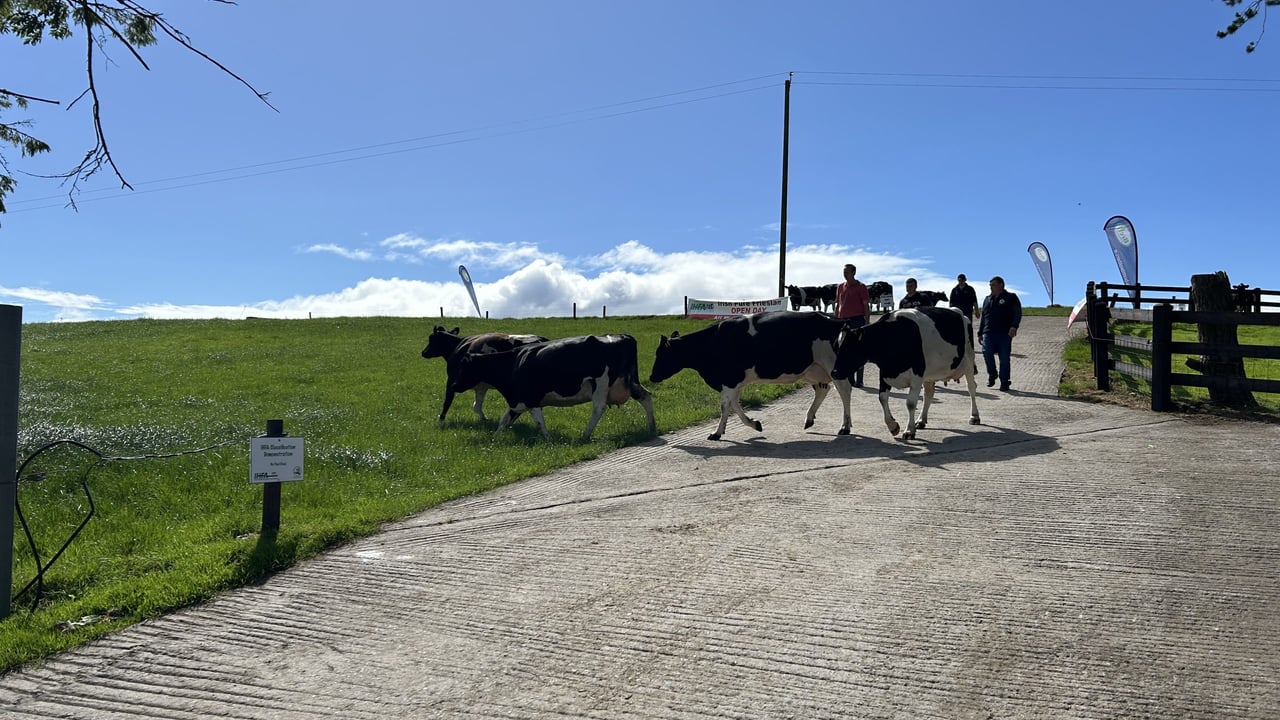 Pat Cleary and co moving some of his cows on the day 