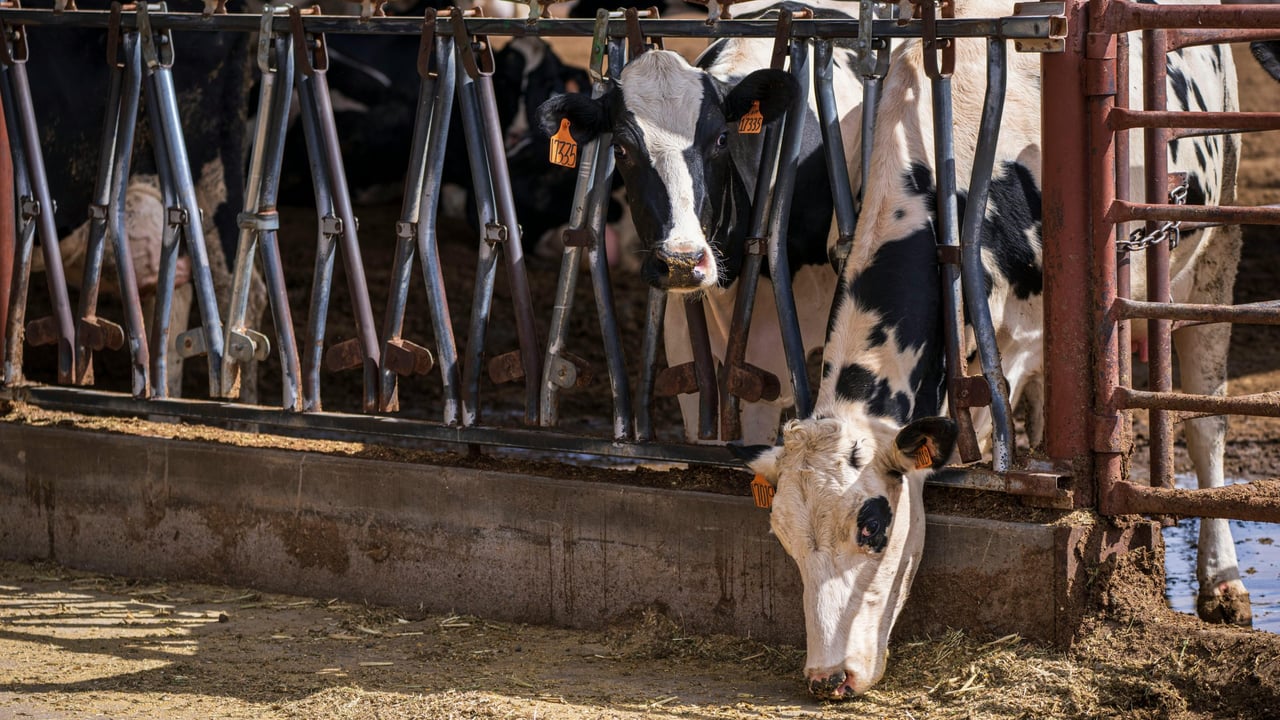 Study: Animal-sourced food requirements depend on goals of each country