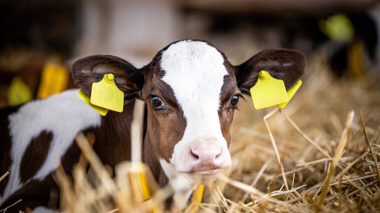 An Bord Pleanála rejects appeal against calf house extension