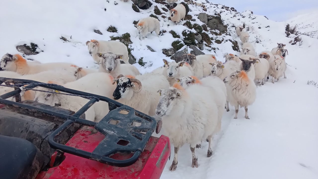 Sheep in snow. Image Source: Shane McCarthy