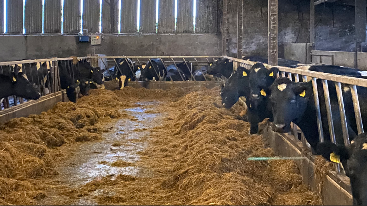 John Twohig is a dairy and beef farmer in Bandon, Co. Cork 