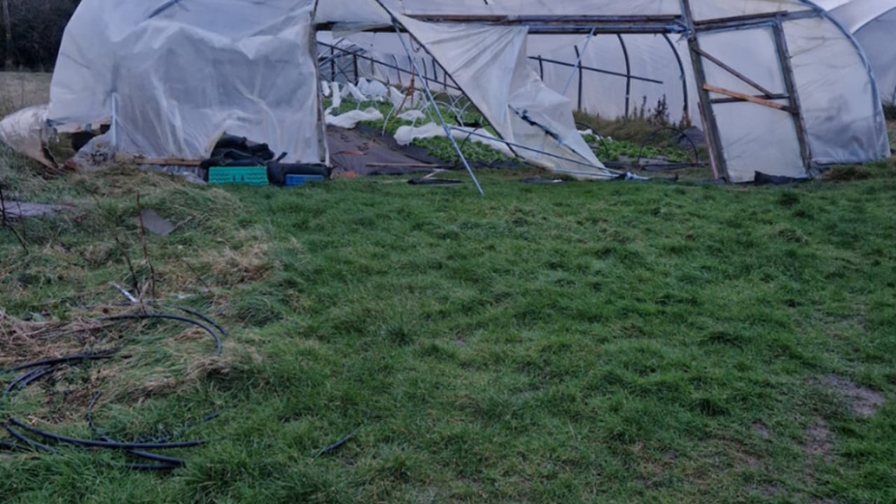 A polytunnel that was badly damaged during Storm Éowyn Source: Annie Dalton