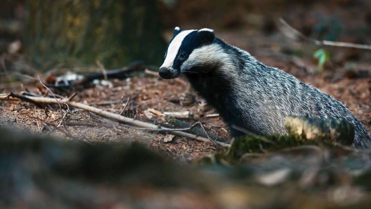 TB Awareness Series: How to protect and prevent badger activity on land?