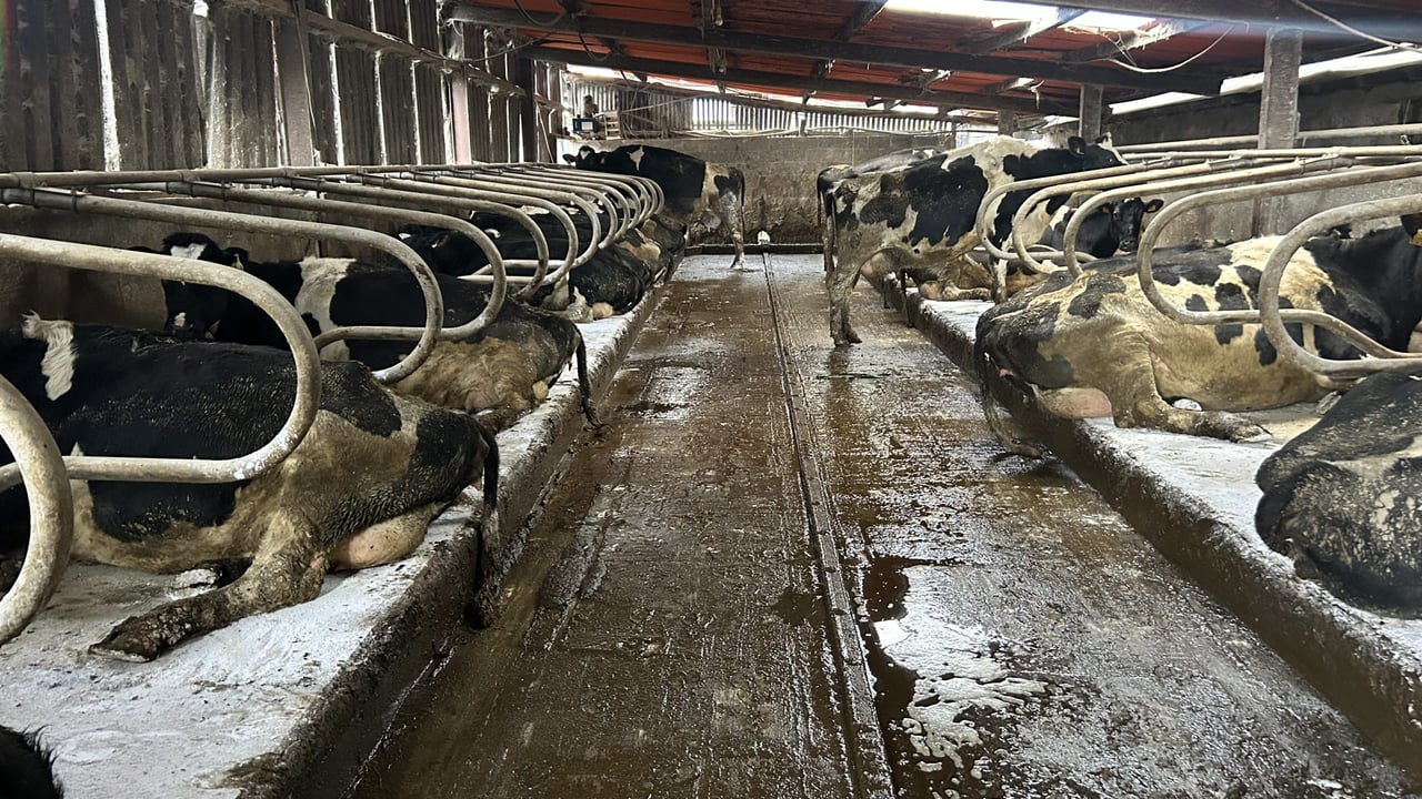 Cows on limed cubicles 