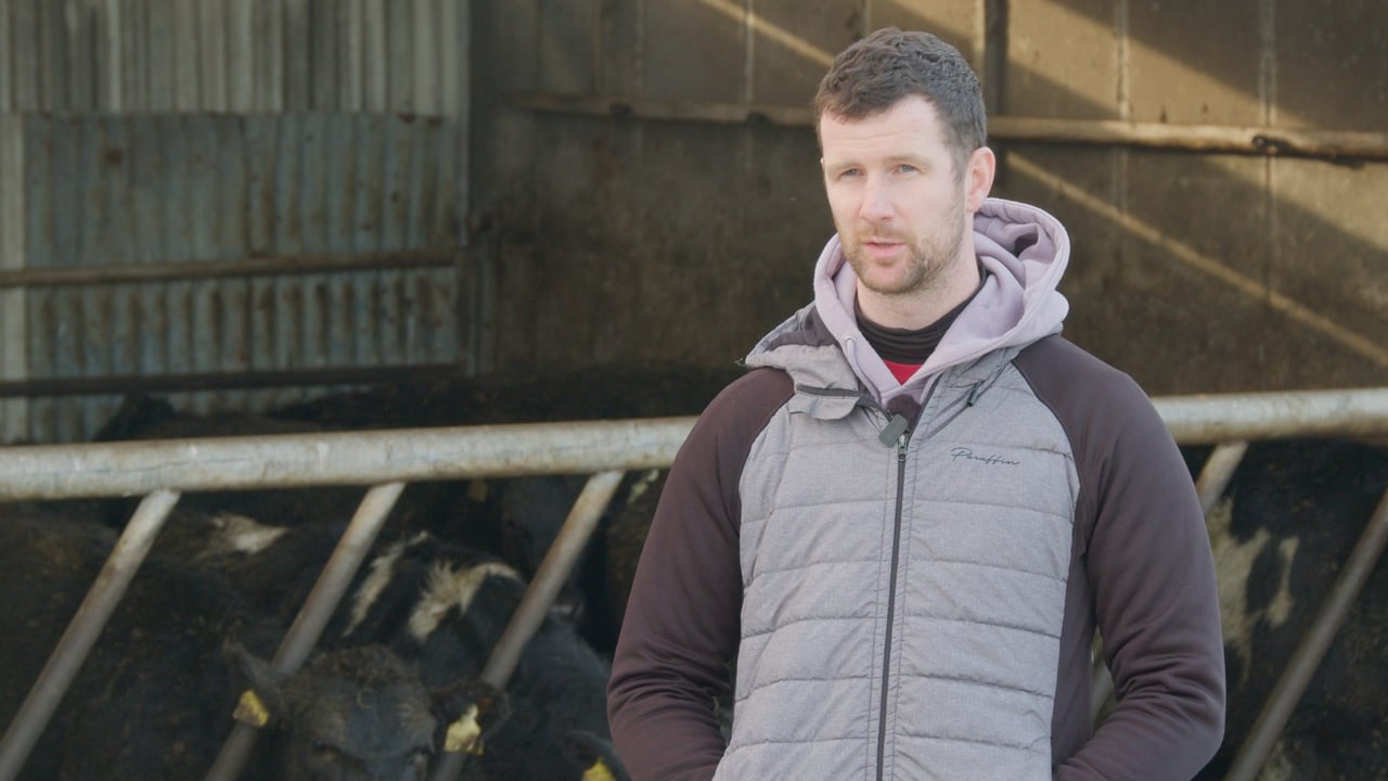 Video: Breeding for Efficiency Series: Friesians to Jersey cross in Kerry
