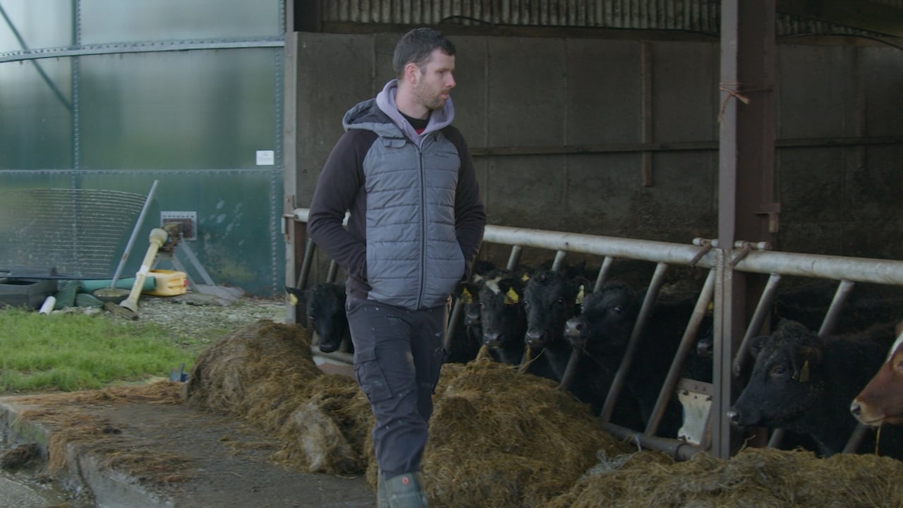 Breeding for Efficiency Series: Friesians to Jersey cross in Kerry