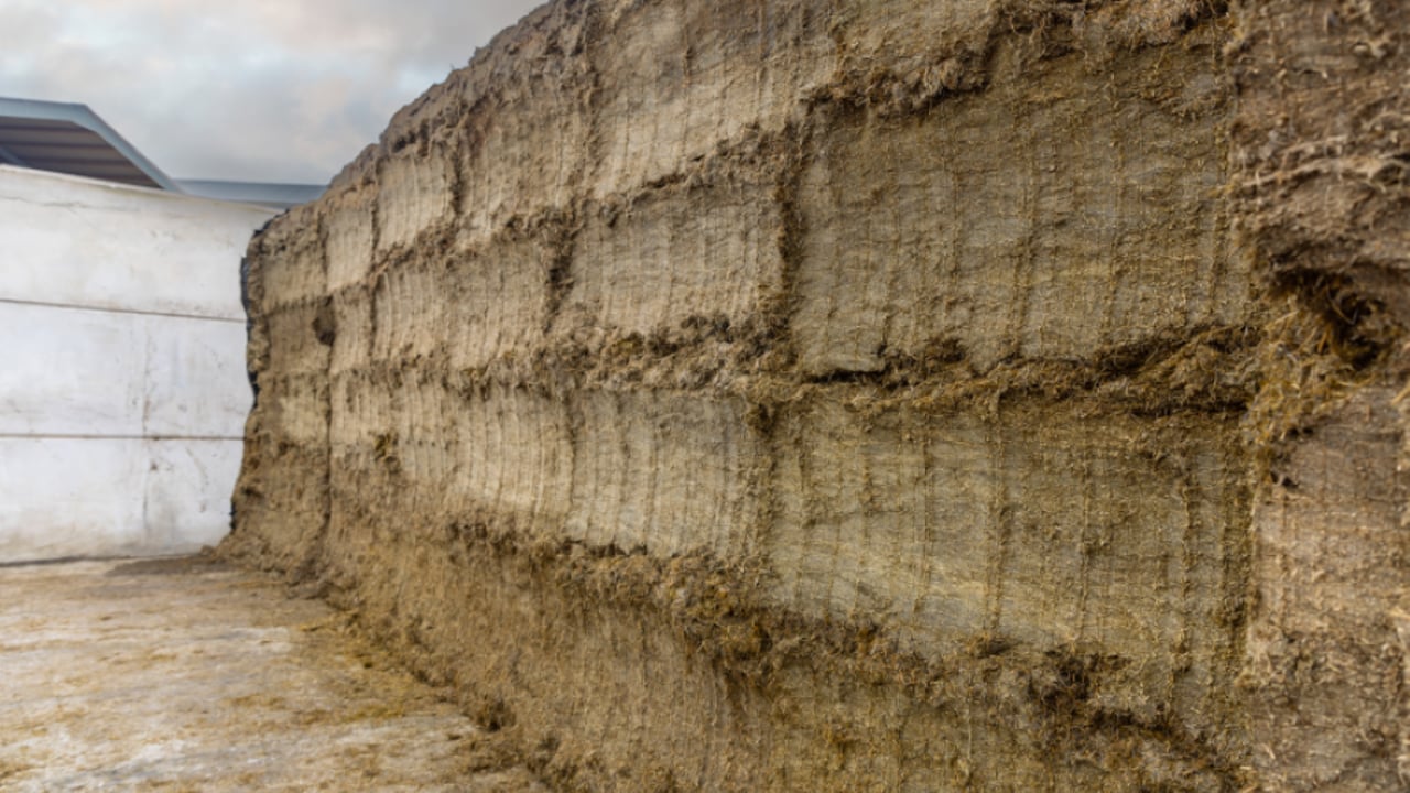 Dairy advice: Get your silage tested ahead of winter