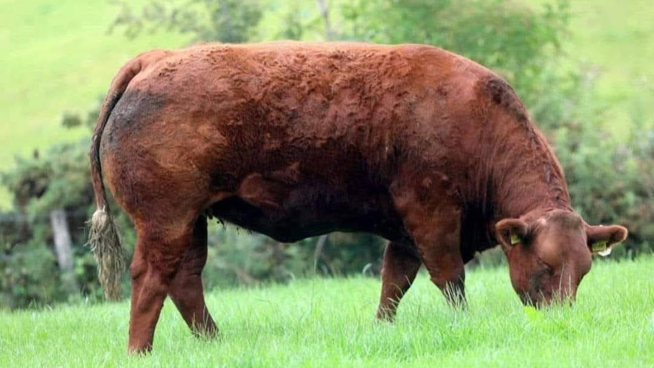 Image source: Irish Salers  Cattle Society Facebook
