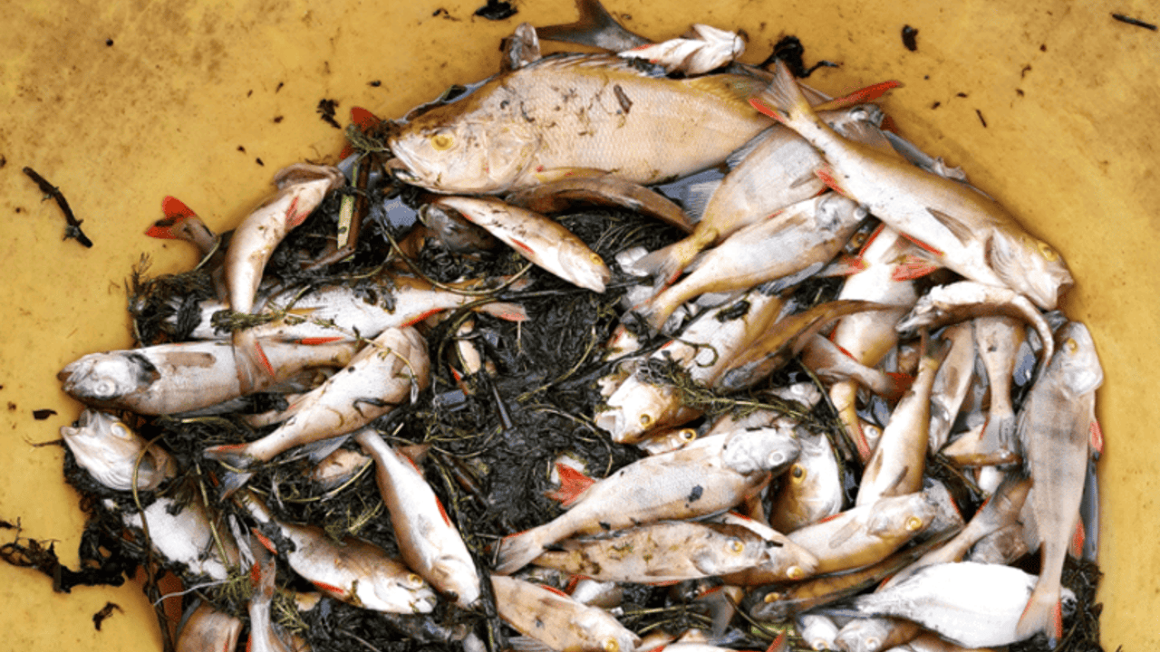 Some of the dead fish recovered from Clare Lake. Source: Inland Fisheries Ireland