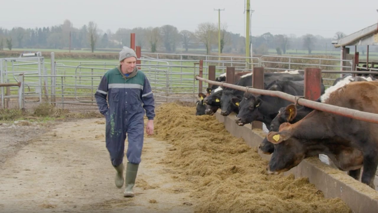 Breeding for Efficiency Series: Jersey cross driving production