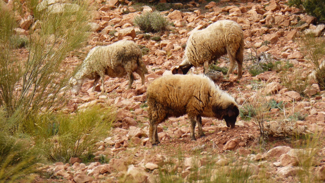 Sheep in arid landscape, southeastern Morocco. Image source: J. Peters