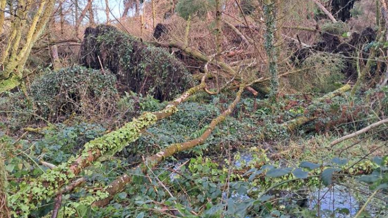 Tom Cunningham's forestry farm in Glinsk, Co. Galway.