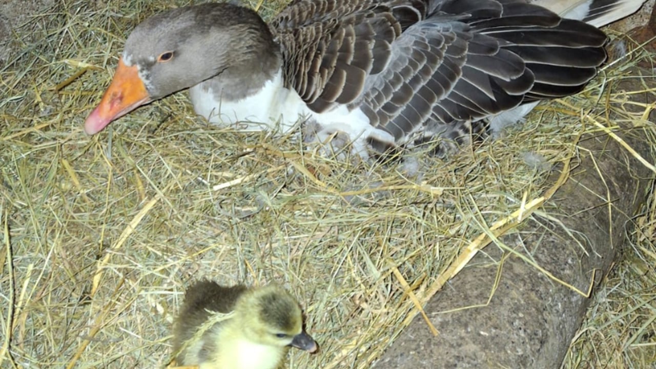 Offaly farmer claims to own a 'record-breaking' goose