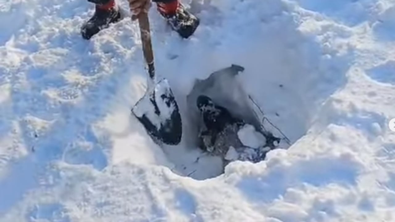 Watch: Locals work to rescue sheep from deep snow on the Galtees