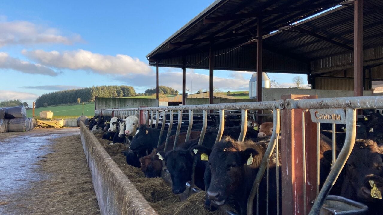 ABP Demo Farm: Calf rearing prep, cattle weights and store lambs
